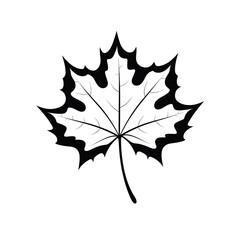 Fototapeta premium Maple leaf design showcasing intricate details and bold outlines for artistic projects