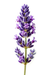 Fototapeta premium flowers isolated on white