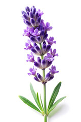 Fototapeta premium flowers