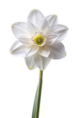 narcissus isolated on white