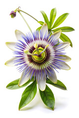 purple and white dahlia