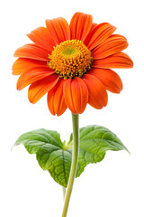 orange gerber daisy isolated on white