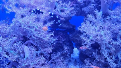 Fish swimming in aquarium wildlife park in California Academy of Sciences in San Francisco where you find exotic tropical blue and yellow fish in aquarium with corals in background