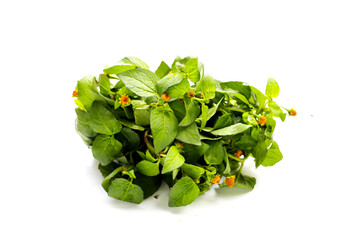 Yellow flower with green leaves of acmella oleracea or toothache plant on white background