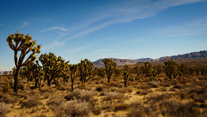 Fototapeta premium Mojave Desert, California, Joshua Trees