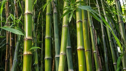 Fototapeta premium bamboo forest background