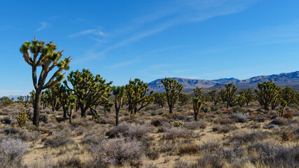 Joshua Trees, Mojave Desert, California, 