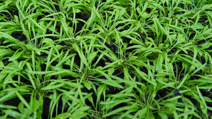 display of young green plant or salad ready for replantation