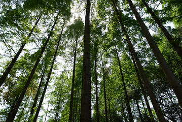 Fototapeta premium Looking up at the dense forest from a low angle, the sun shines through the leaves