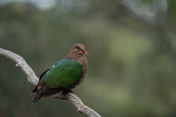 Obraz premium Emerald Dove on a Branch