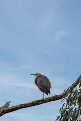 Heron on a branch