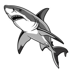 Naklejka premium Shark swimming in ocean with open mouth showcasing sharp teeth and intricate details