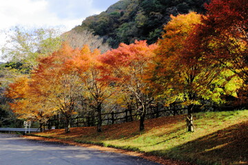Naklejka premium 岐阜県揖斐川町の紅葉と柔らかい日差し