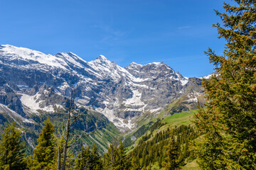 Obraz premium View of beautiful landscape in the Alps with fresh green meadows and snow-capped mountain tops in the background on a sunny day with blue sky and clouds in springtime.