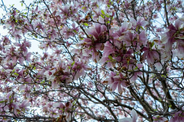 Fototapeta premium A cluster of magnolia flowers in full bloom, captured in soft spring light.