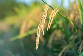 Ripe rice