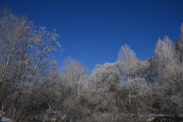 winter forest in the snow