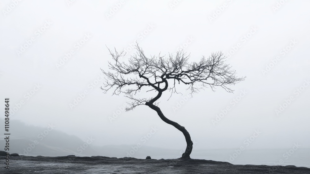 Poster a tree with a long trunk is standing in a field. the sky is cloudy and the tree is bare