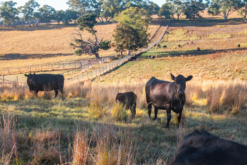 cattle in a paddock on a farm