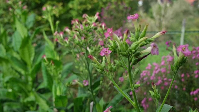 A vibrant cultivated tobacco plant flourishes in a garden, nurtured through natural farming methods, showcasing lush green leaves and sustainable agricultural practice