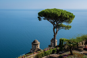 Pine tree overlooking the blue waters of Italy's Amalfi Coast on a sunny afternoon