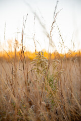 Grass swaying in the early morning breeze