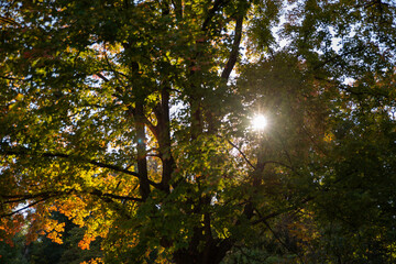 Obraz premium Autumn is approaching