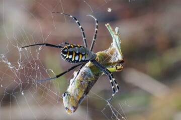 Colorful Spider Captures Insect in Intricate Web in Natural Habitat