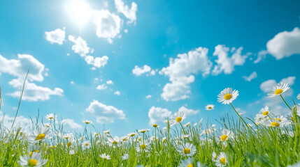Wild daisies in the grass with a blue sky