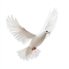 Obraz premium a flying white dove of peace isolated on white background --v 6.1 Job ID: f7534c82-02aa-4cb8-8eb3-afa5277e82df