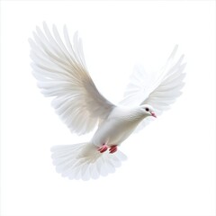 Fototapeta premium a flying white dove of peace isolated on white background --v 6.1 Job ID: b8de6e6f-69da-4f4e-b42c-27de1d60d7ba
