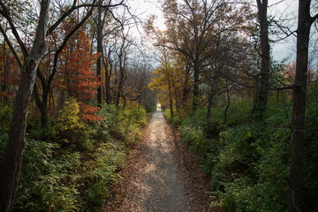 Fototapeta premium A walk among the autumn leaves