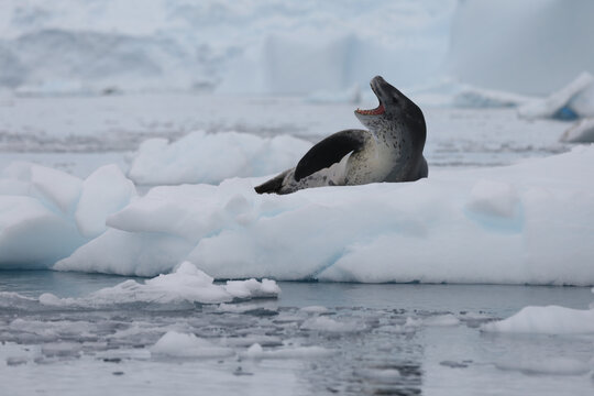 Antarctic Leopard Seal