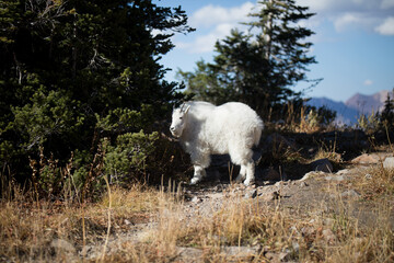Mountain Goats on Mt. Timpanogas