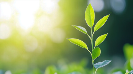 Young plant in the morning light on nature background 