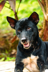 photography of animal portrait, face of a black dog