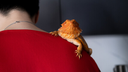 cute and funny bearded dragon on man's shoulder