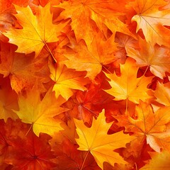 Fototapeta premium A vibrant banner background featuring beautiful orange and yellow autumn leaves, including fallen maple leaves, capturing the essence of fall with a warm, colorful palette.