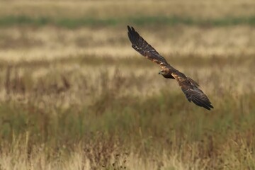 Fototapeta premium Eagle Soaring Over Golden Field