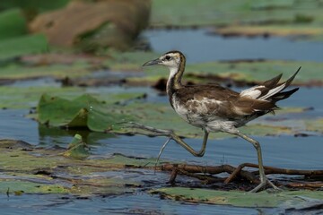 Fototapeta premium Pheasant-tailed Jacana on Lily Pads