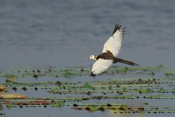 Pheasant-tailed Jacana in Flight