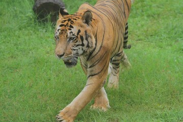 Fototapeta premium A Bengal tiger roamed the grass while looking around