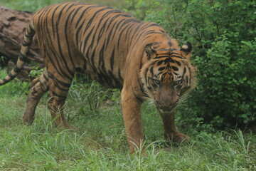 a Sumatran tiger wandering in the thicket while observing the surroundings