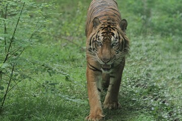 a sumatran tiger strolling on the grass while observing the surroundings