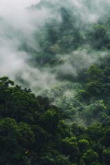 Simple, clean view of rainforest.