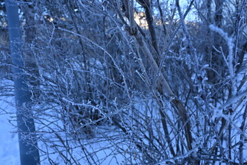 Obraz premium frost on the branches