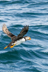 Atlantic Puffin on breeding rocks of Bempton cliffs, UK