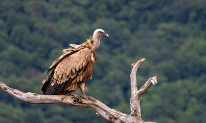 Griffon Vulture (Gyps fulvus) on feeding station