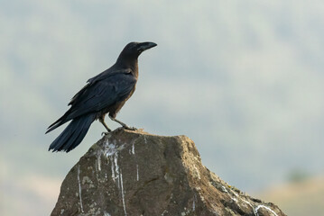 Common raven in a natural habitat