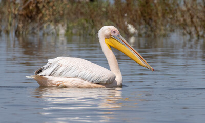White Pelican of Kerkini Lake